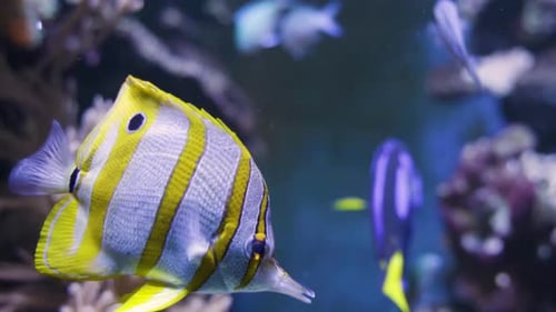 Close Up Of A Copperband Butterflyfish Swimming Underwater.