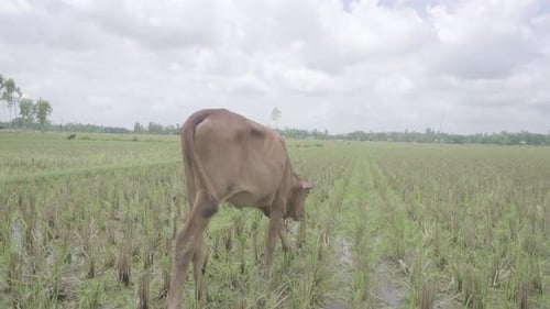In a small village of Bangladesh the Cows are eating grass in the field after the corps has been cut