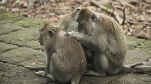 Langschwanz-Bonding im ruhigen Affenwald von Ubud, Bali