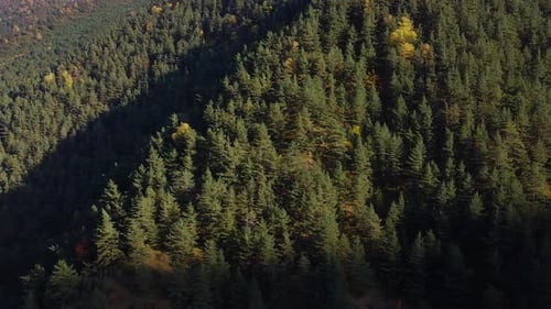 A drone flies over a coniferous forest in the mountains