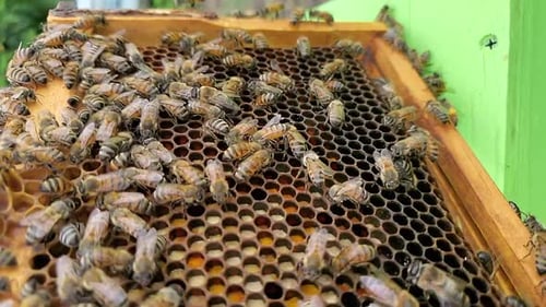 Eine Panoramaaufnahme von Bienen, die an einer Bienenwabe auf einem Bienenstock arbeiten, in Zeitlupe (30p, 1080p) kann verwendet werden