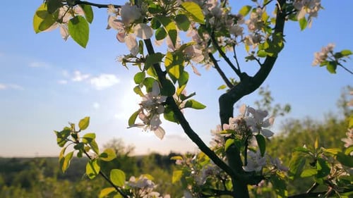 A Branch of Apple Blossom in the Sun Apple Blossom Beautiful White Flowers and Spring Sun Rays