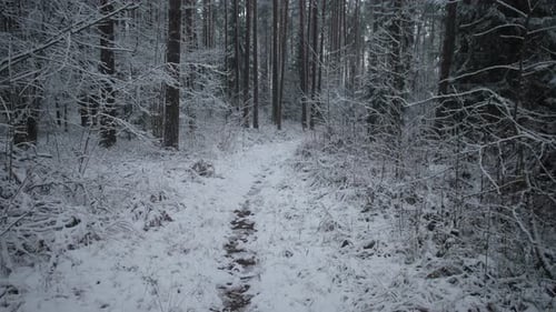 Quiet Trail Through Snowcovered Pine Woods Solitary Footprints Fade Into Mist Beneath Silent Winter