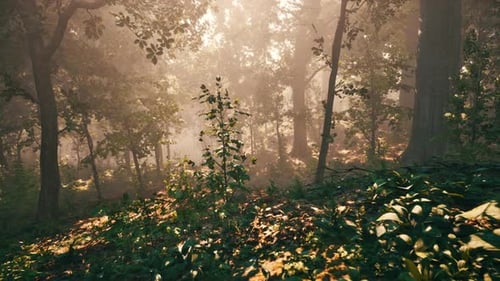 Forest of Trees Illuminated By Sunbeams Through Fog