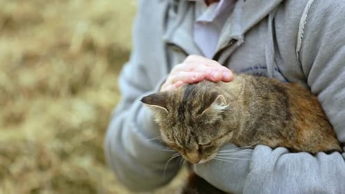 Man Stroking Cat Cute on Head. Man Holding Happy Cat in His