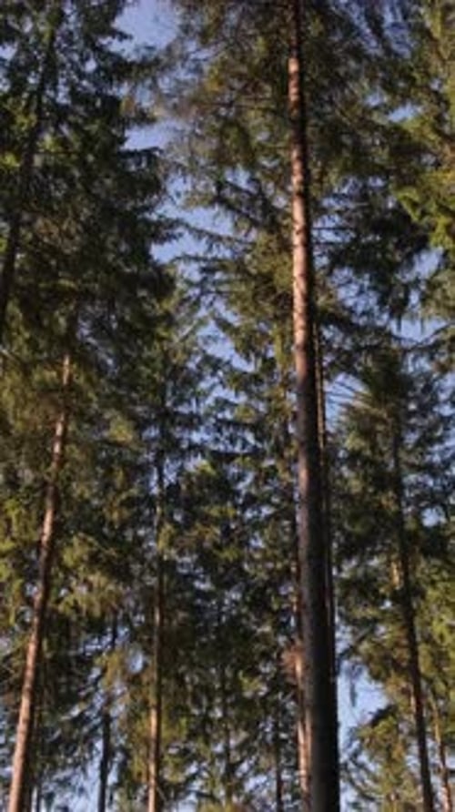 Camera Pan Between Trees in Morning Pine Forest Vertical Video