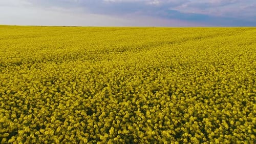 Aerial View of Yellow Flower Field in Countryside