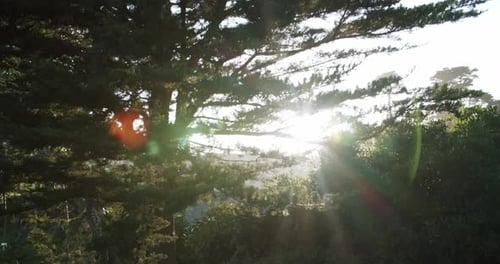 Belle éruption de soleil dans les bois près de San Francisco