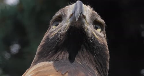 Golden eagle (Aquila chrysaetos) is a bird of prey living in the Northern Hemisphere. It is the most