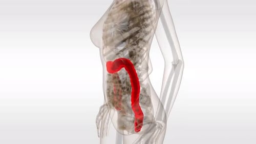 3D Human Colon Anatomy Rotating Medical Animation