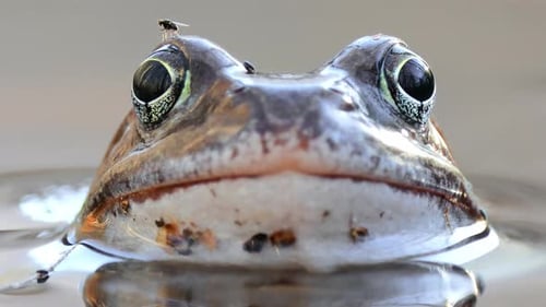 Brown frog (Rana temporaria) close-up in a pond.