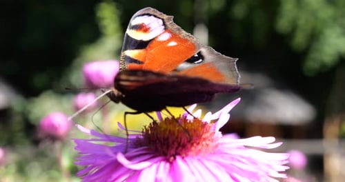 Peacock butterfly on pink chrysanthemum. Summer macro shooting.