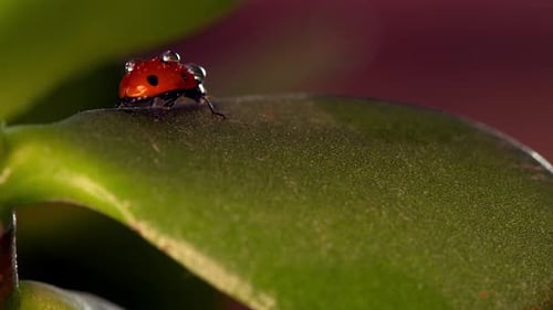 Small Red Ladybug Resting on Green Leaf Adorned with Morning Dew Droplets in Fresh Garden Foliage