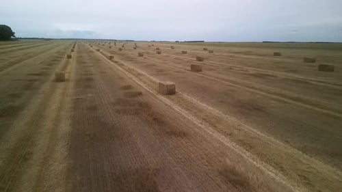 Yellow field with harvested wheat and hay bales. Aerial view of the field with square bales