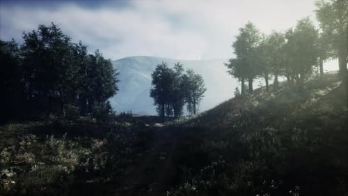 Mystical Forest with Fog and Shining Behind Trees
