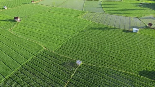 Aerial agriculture in rice fields