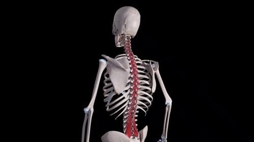 Multifidus Muscle Movement Side View
