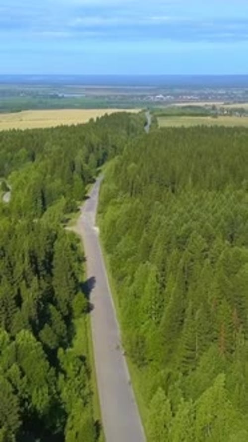 A Bird'seye View of the Forest Clip A Huge Forest with Tall Green Trees Next to the Road Behind