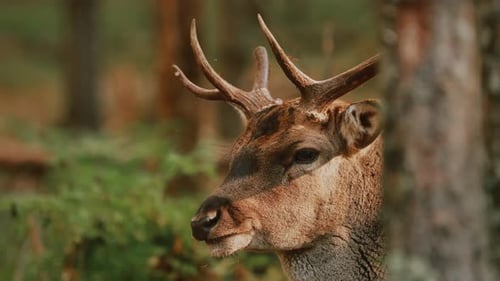 Fallow Deer Or Dama Dama Grazes In Autumn Forest