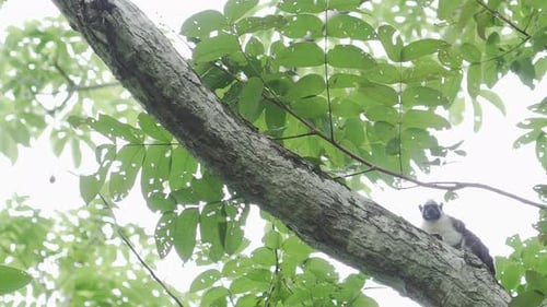 Monkey ape primate climbing on branch in jungle rainforest trees, exotic landscape nature