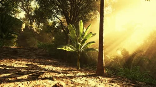 Serene Tropical Forest with Sunlight Filtering Through Lush Greenery at Dawn
