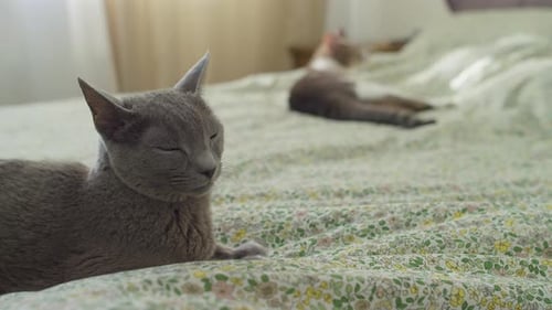 Two Cats Relaxing on Bed with Floral Pattern