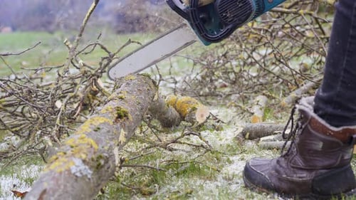 Man cutting apple tree branch into smaller pieces, close up view