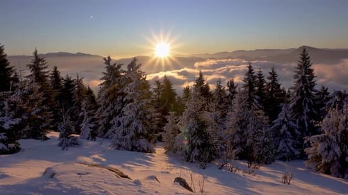 Panorama of Winter Snowy Forest in Cold Alpine Mountains