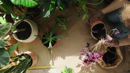 Una mujer está replantando una planta de interior con un falso trébol en una maceta nueva