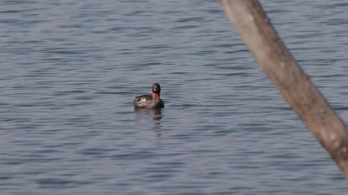 A Little Grebe darting over water. The little grebe, also known as dabchick, is a member of the greb