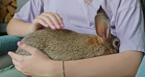 Young Woman Holding Calm Domestic Rabbit in Arms at Home Close Up Cozy Pet Care Moment