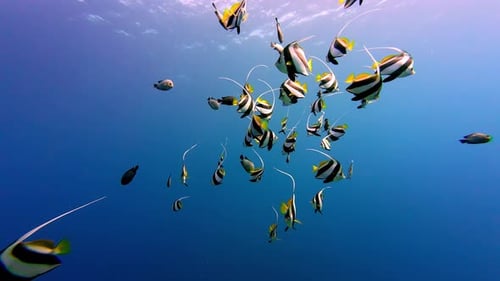 School Of Schooling Bannerfish In Clear Ocean Water In Dahab, Egypt - Underwater Shot
