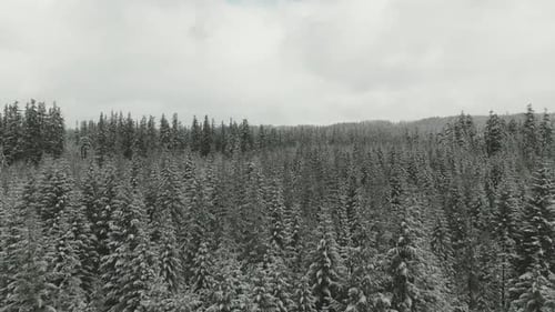 4k Aerial snowy evergreen forest in winter