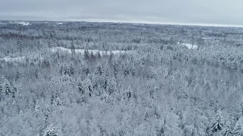 Drone flight through snow capped dense forest during extreme winters, on dull foggy day. Aerial.