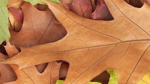 Fall Colored Leaves Filling the Frame