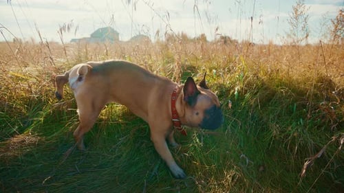 A Playful French Bulldog Exploring a Golden Field on a Sunny Day with Lush Greenery and a Bright Sky