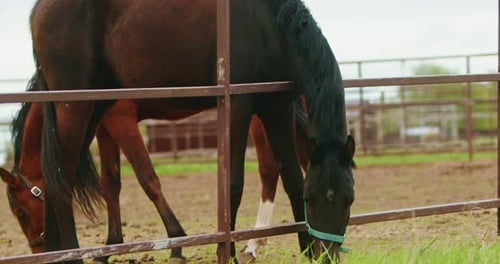 Horse Running Sport Horse Eating Grass Beautiful Mare in Field Pasture Brown Stallion Dressage