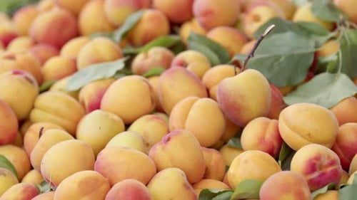 Many Pile Of New Crop Apricots On Market Stall
