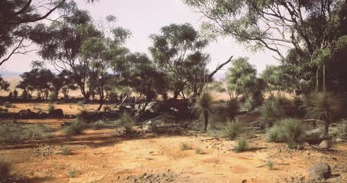 Exploring a Vibrant Desert Landscape with Native Vegetation in Bright Sunlight