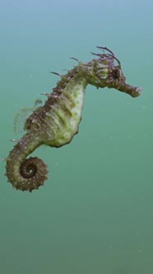 Seahorse swimming in ocean