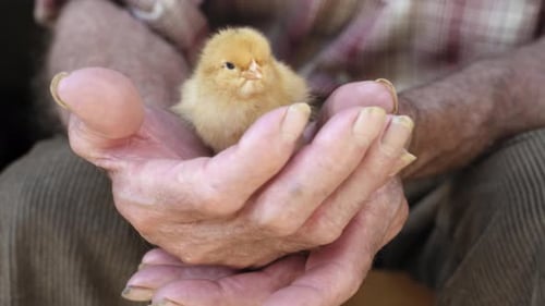 Senior Farmer Holding Cute and Funny Baby Chicken Bird Chick