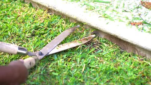 Closeup of hands using scissors to cut grass