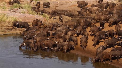 Búfalo africano en el Parque Nacional Kruger, Sudáfrica