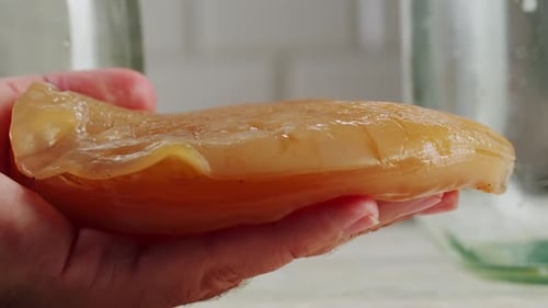 Thé Kombucha Scoby Fungus, boisson fermentée au kombucha faite maison, bactéries et levures