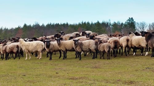 Cute fluffy black-muzzled sheep stand looking around in the countryside