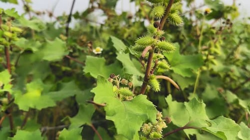Xanthium strumarium — Grue de cocklebur commun photographiée dans la végétation sauvage