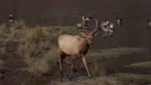 young elk bull walks through muddy stream slomo
