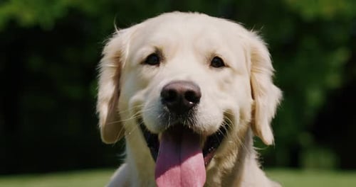 Slow motion close up of a playful pedigreed Golden Retriever dog is looking i