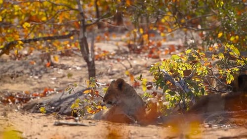 African lion in Kruger National park, South Africa