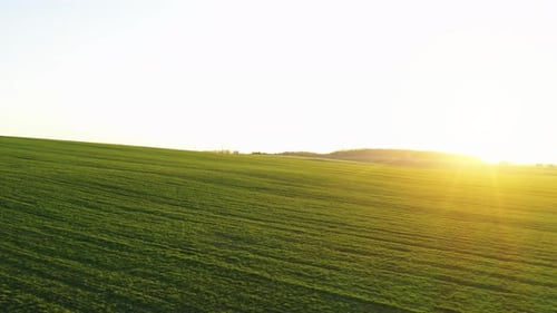 Bright sunshine. Aerial view of beautiful agricultural field at daytime. Rural landscape